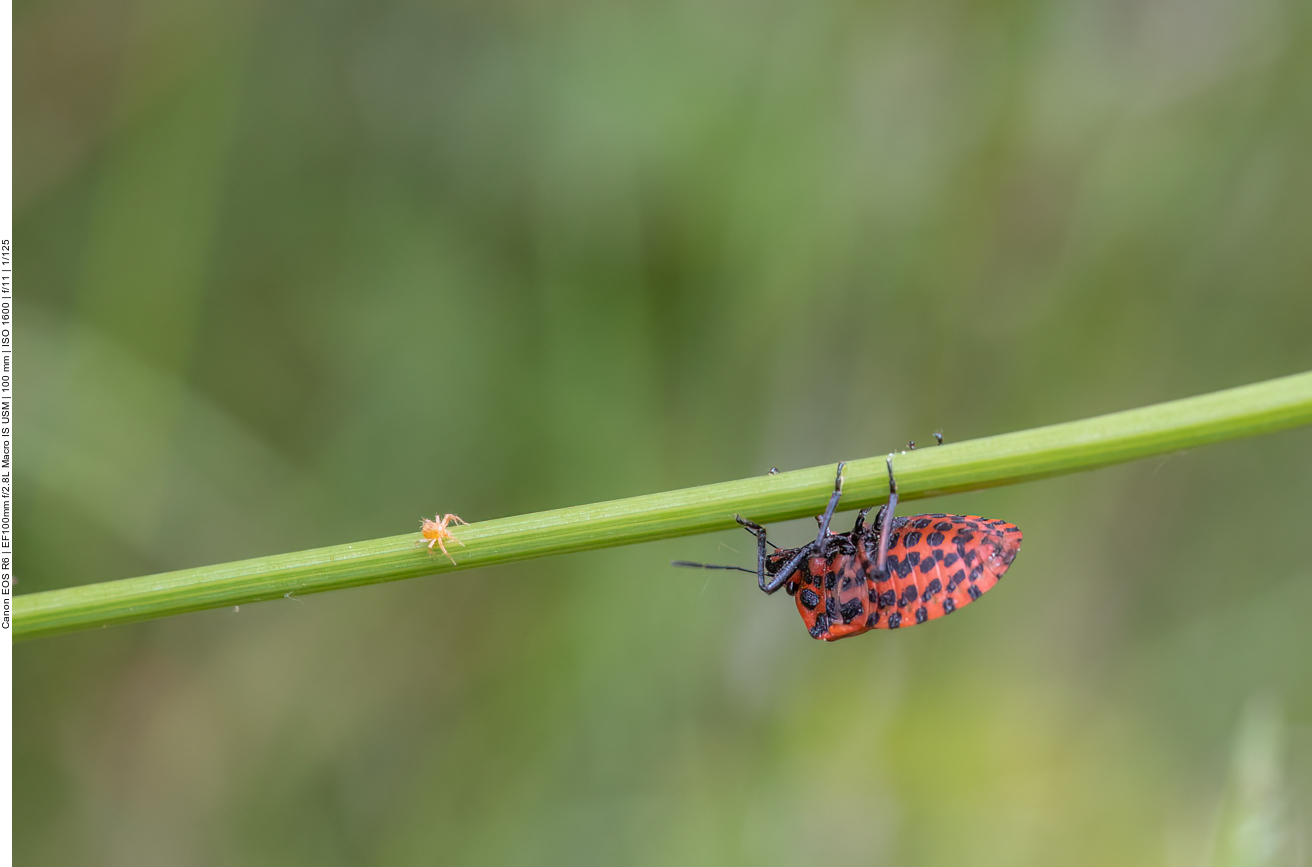 Streifenwanze [Graphosoma italicum] und ein weiteres spinnenartiges Tier