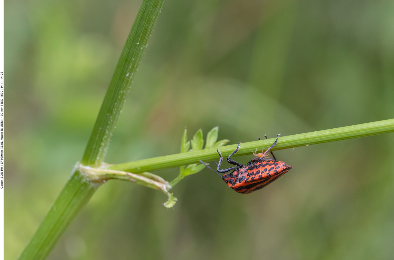 Streifenwanze [Graphosoma italicum] und ein weiteres spinnenartiges Tier