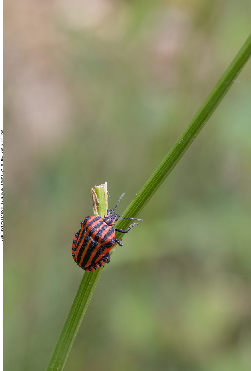 Streifenwanze [Graphosoma italicum]