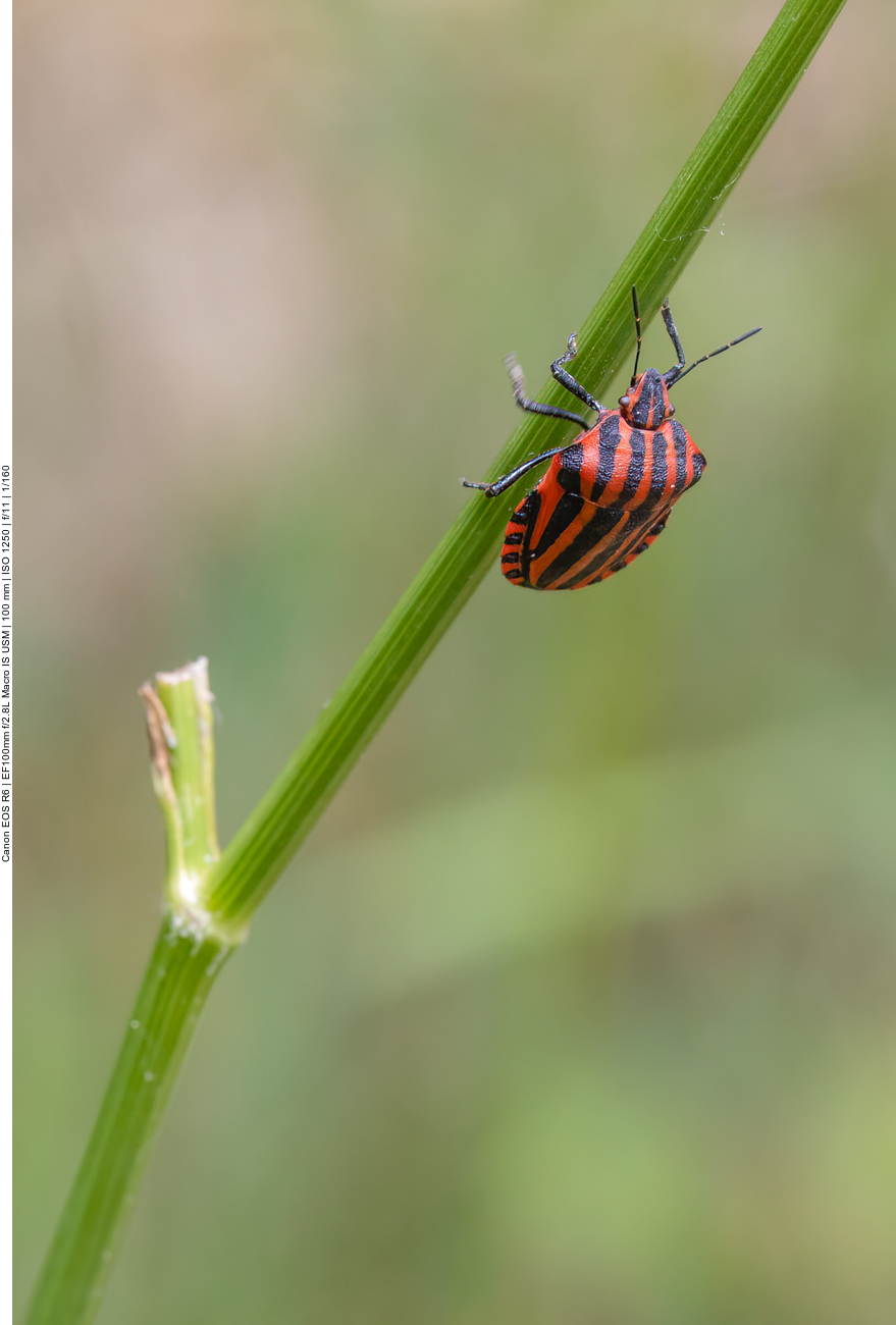 Streifenwanze [Graphosoma italicum]