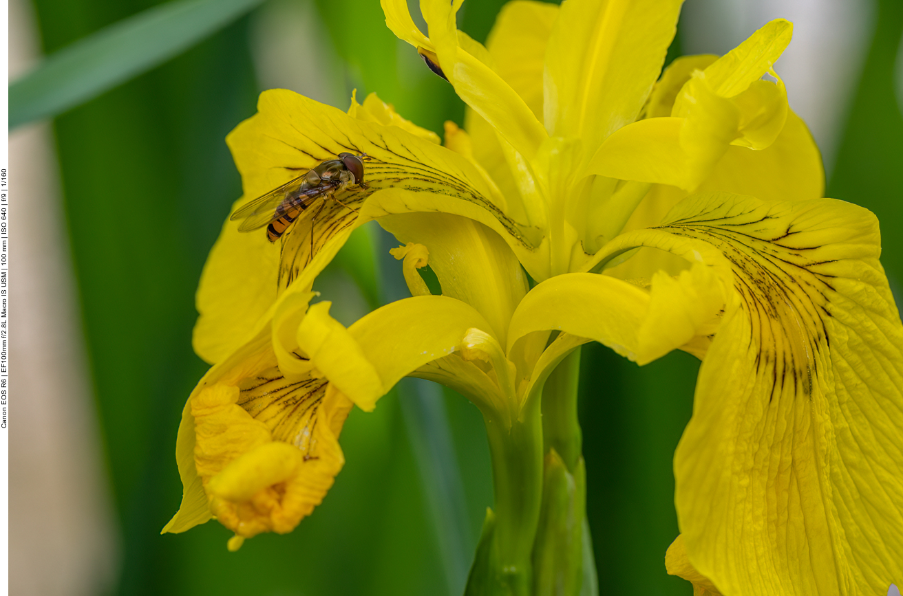 Sumpfschwertlilie mit Schwebfliege