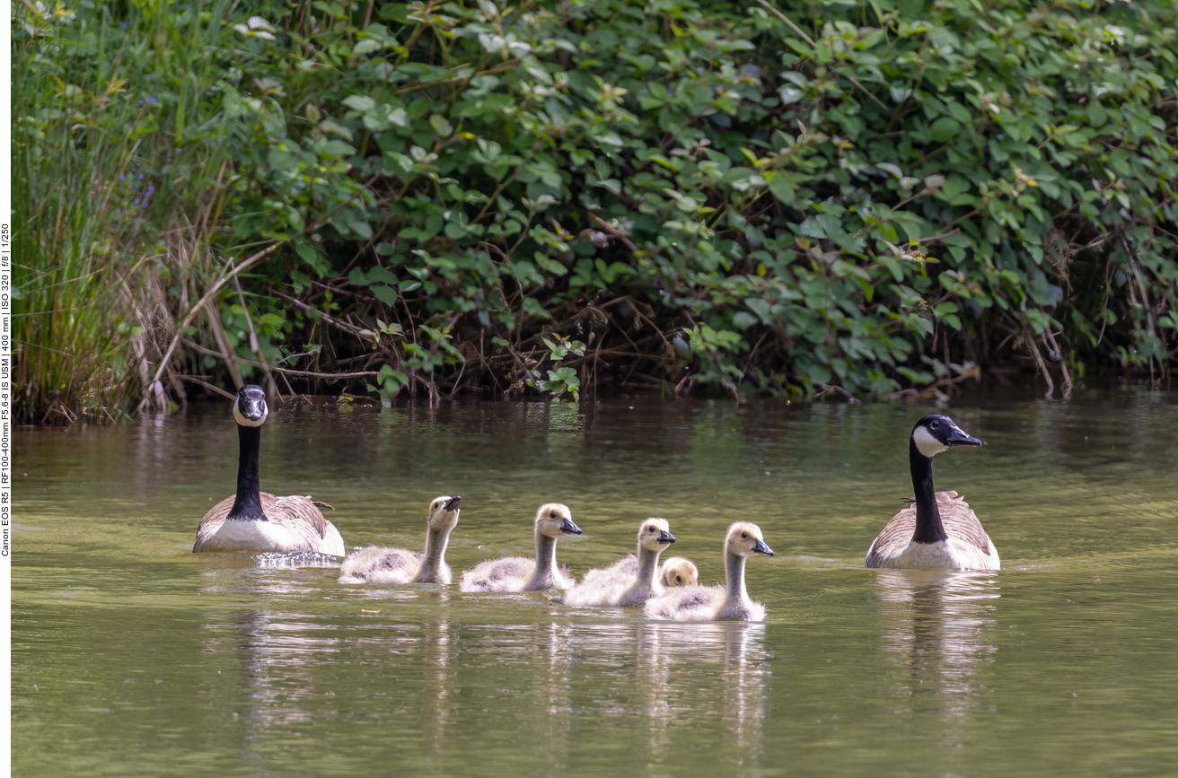 Gänsefamilie