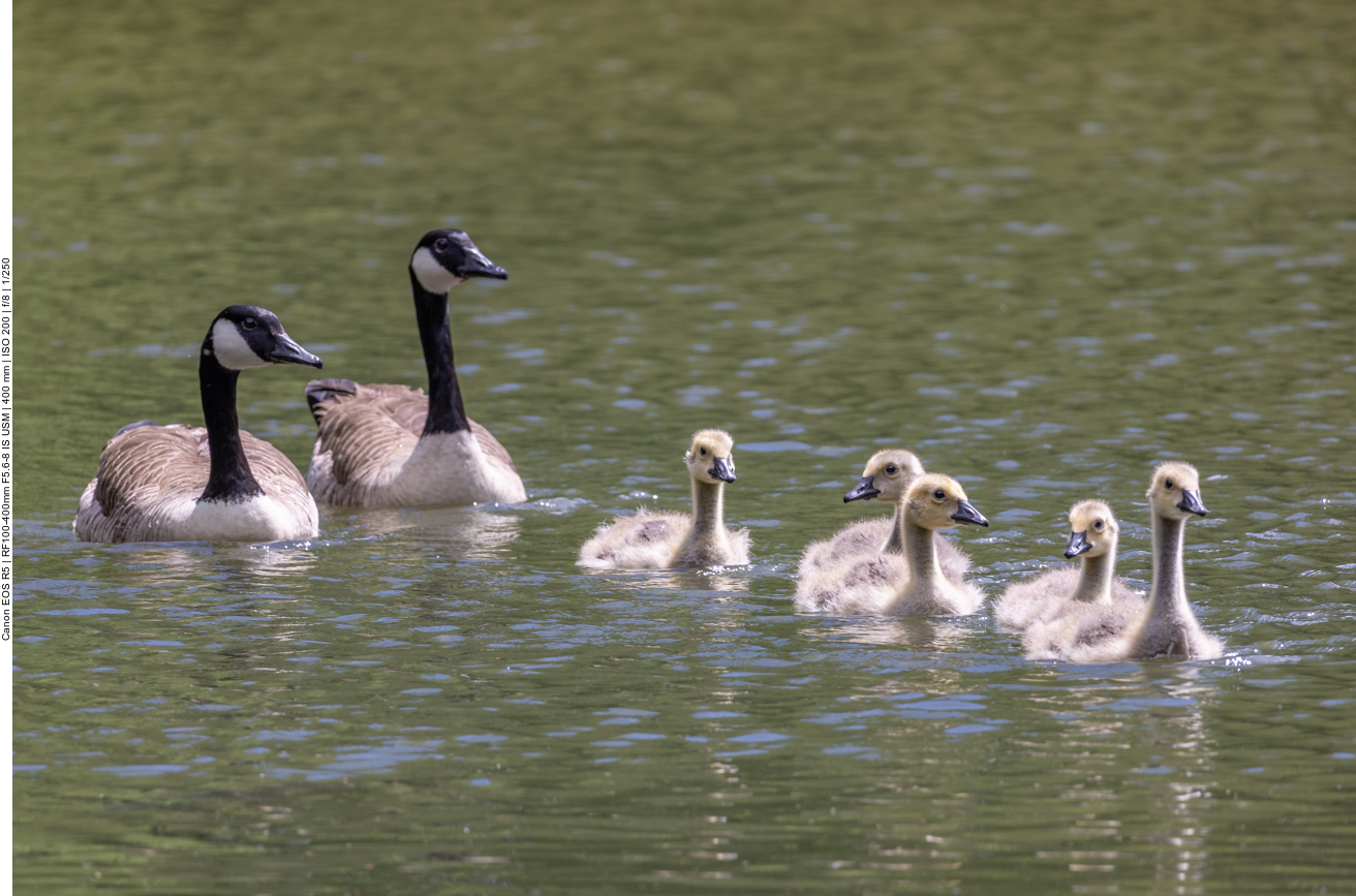 Gänsefamilie