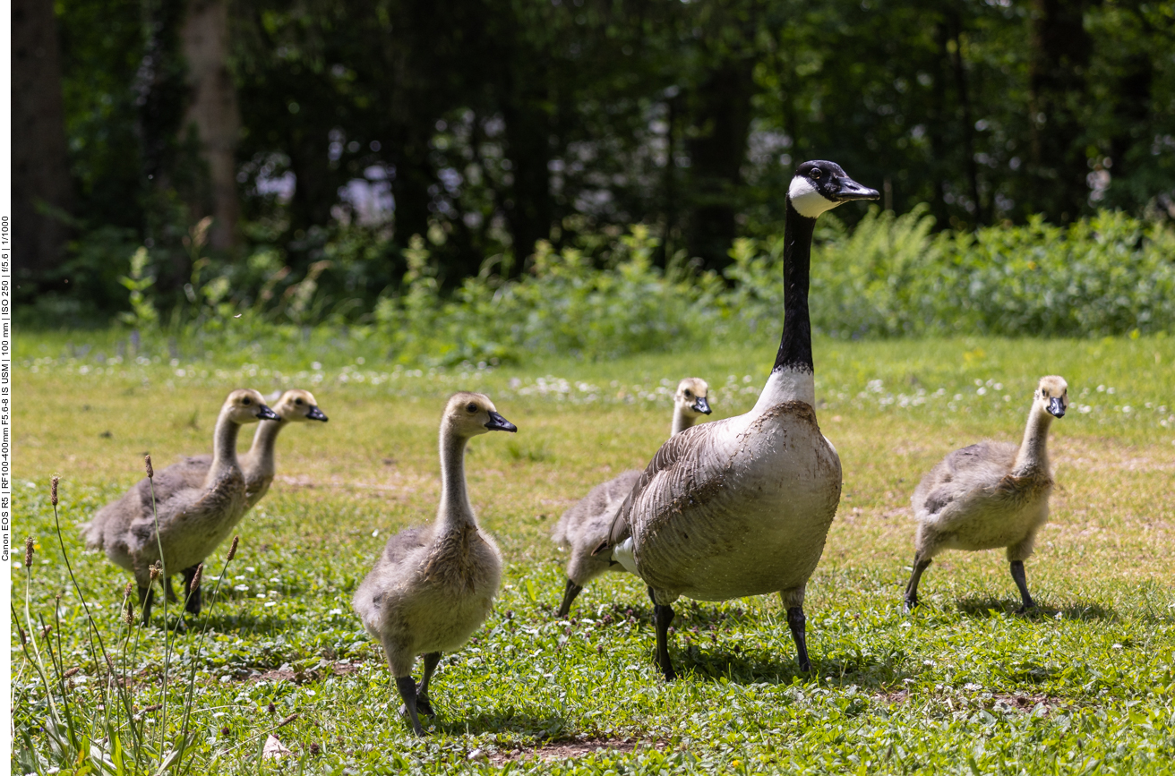 Gänsefamilie