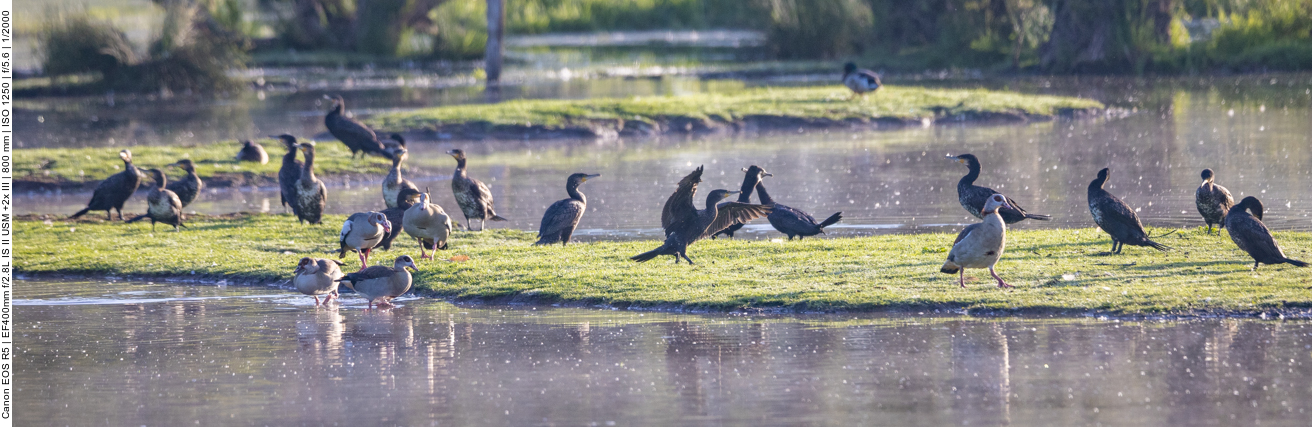 Nilgänse und Kormorane