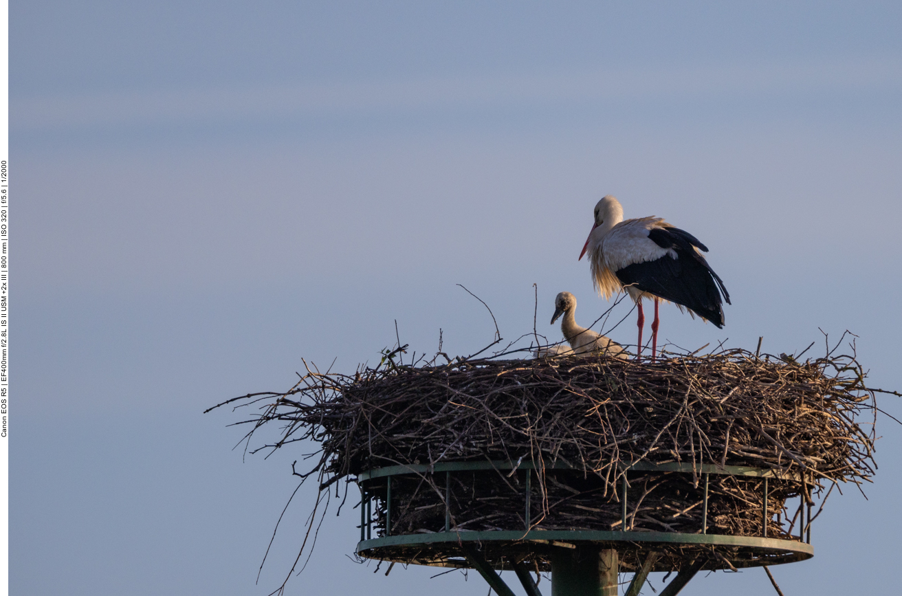 Die jungen Störche sind etwas gewachsen