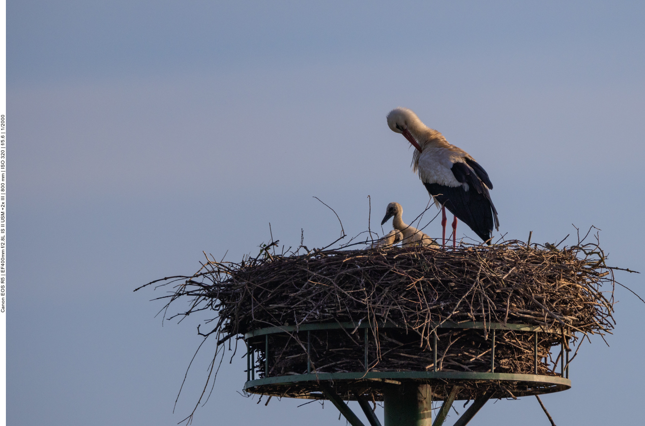 In diesem Nest sind zwei Storchenküken zu sehen 