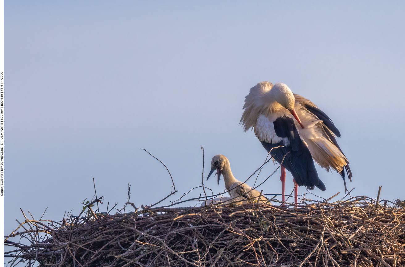 Da muss der Kleine wohl etwas würgen