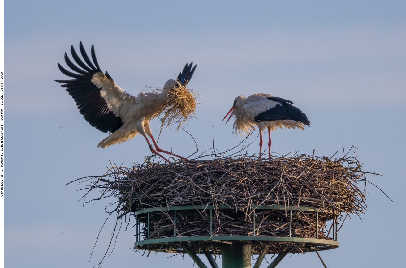 Der Altvogel kommt mit weichem Nistmaterial