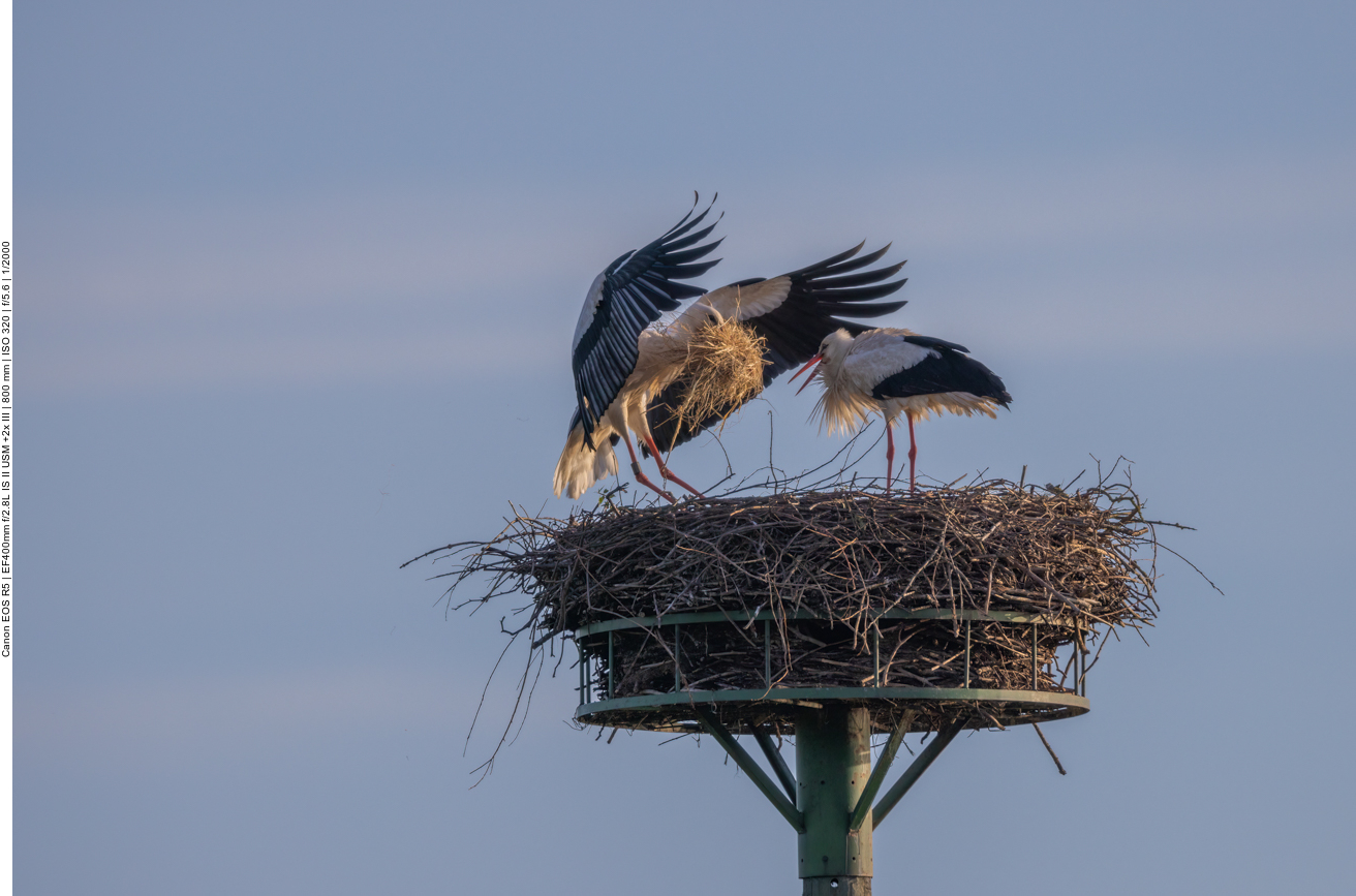 Er wird schon erwartet ...
