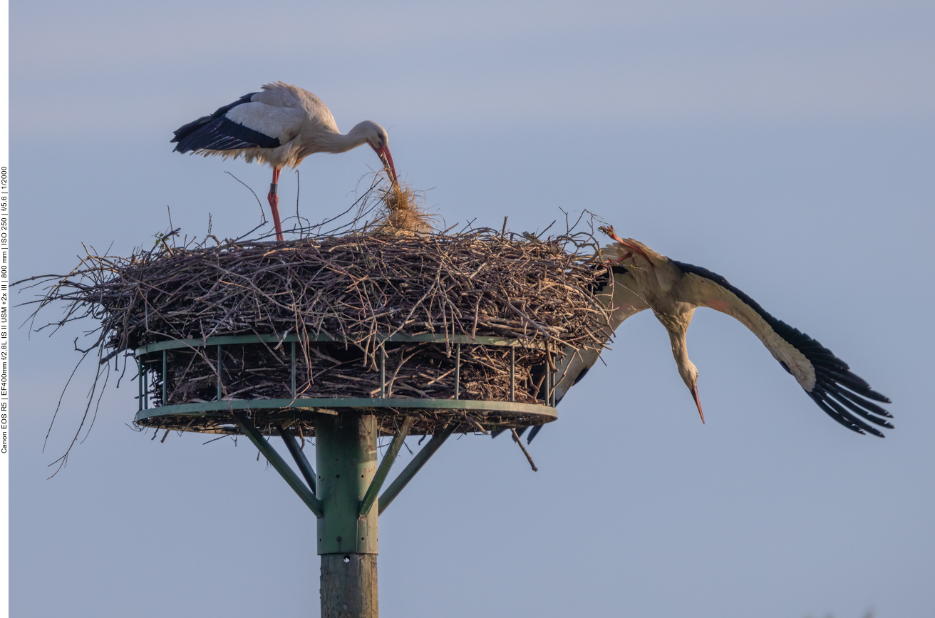 ... nun geht der Partner auf Futtersuche