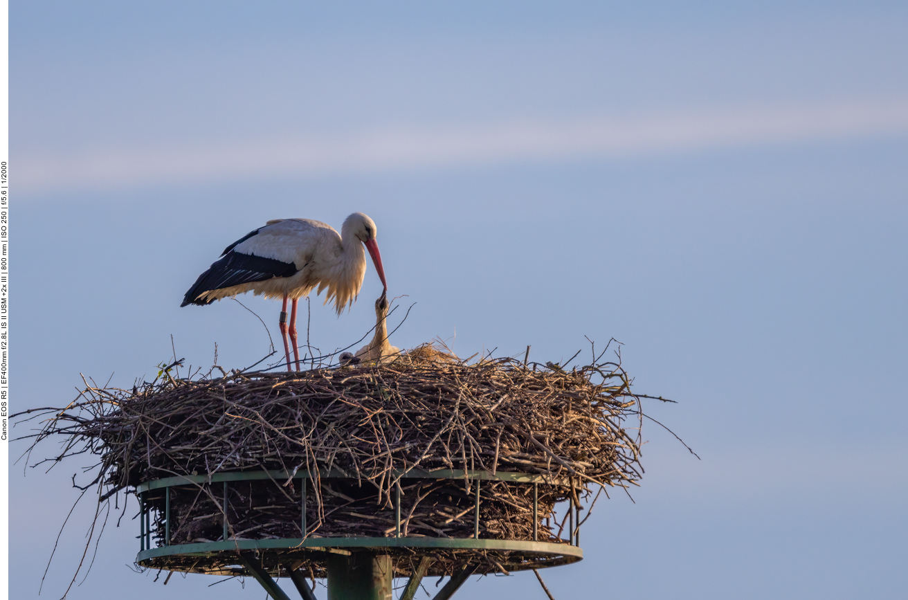 Die Küken betteln um Futter