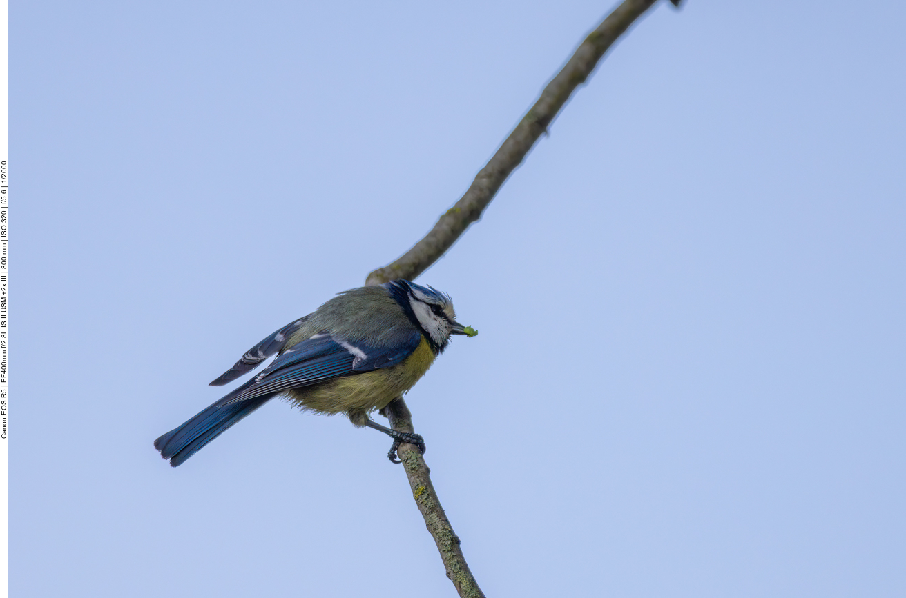 Blaumeise mit Raupe im Schnabel