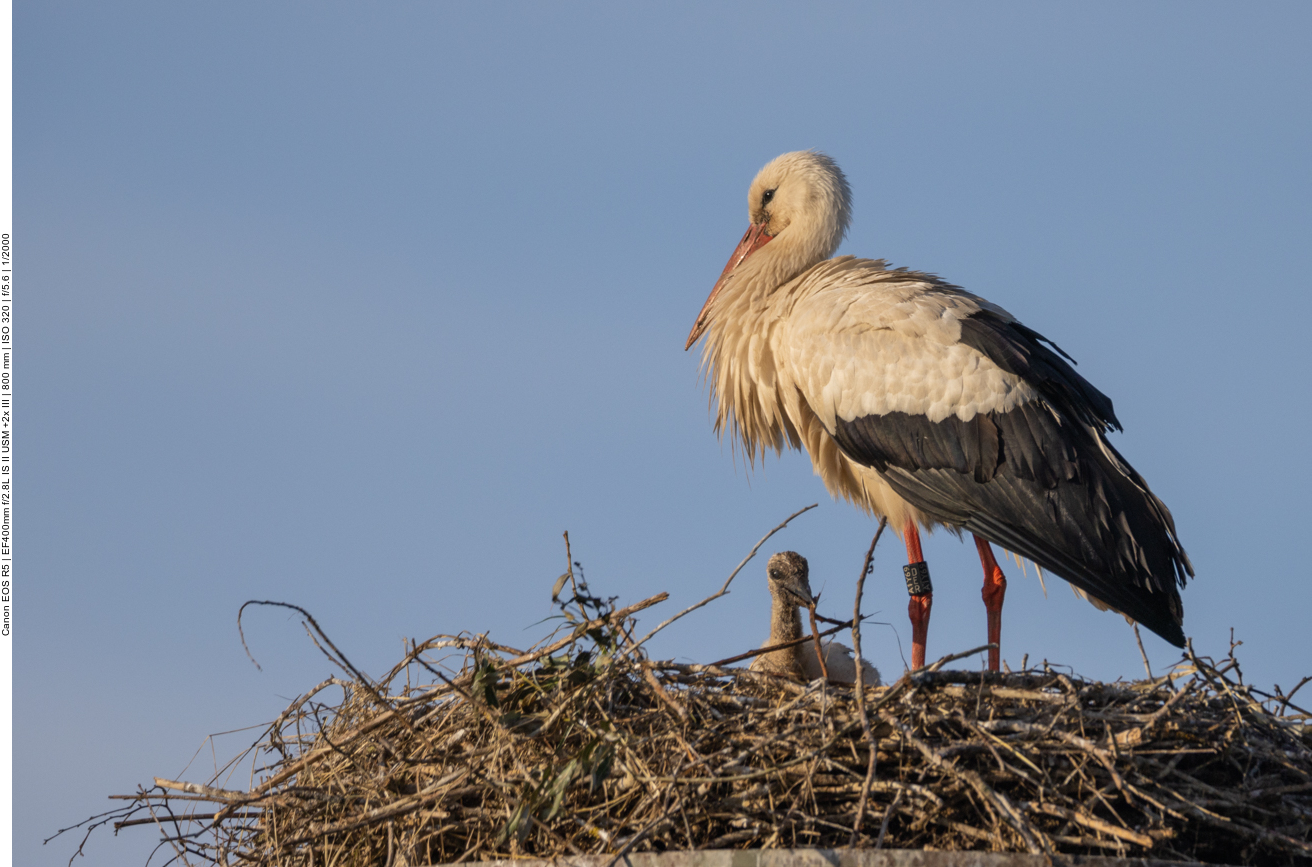 Hier ist nur ein Küken zu sehen