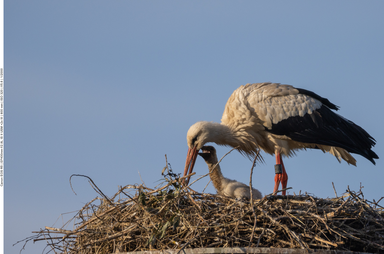 Auch dieses bettelt um Futter