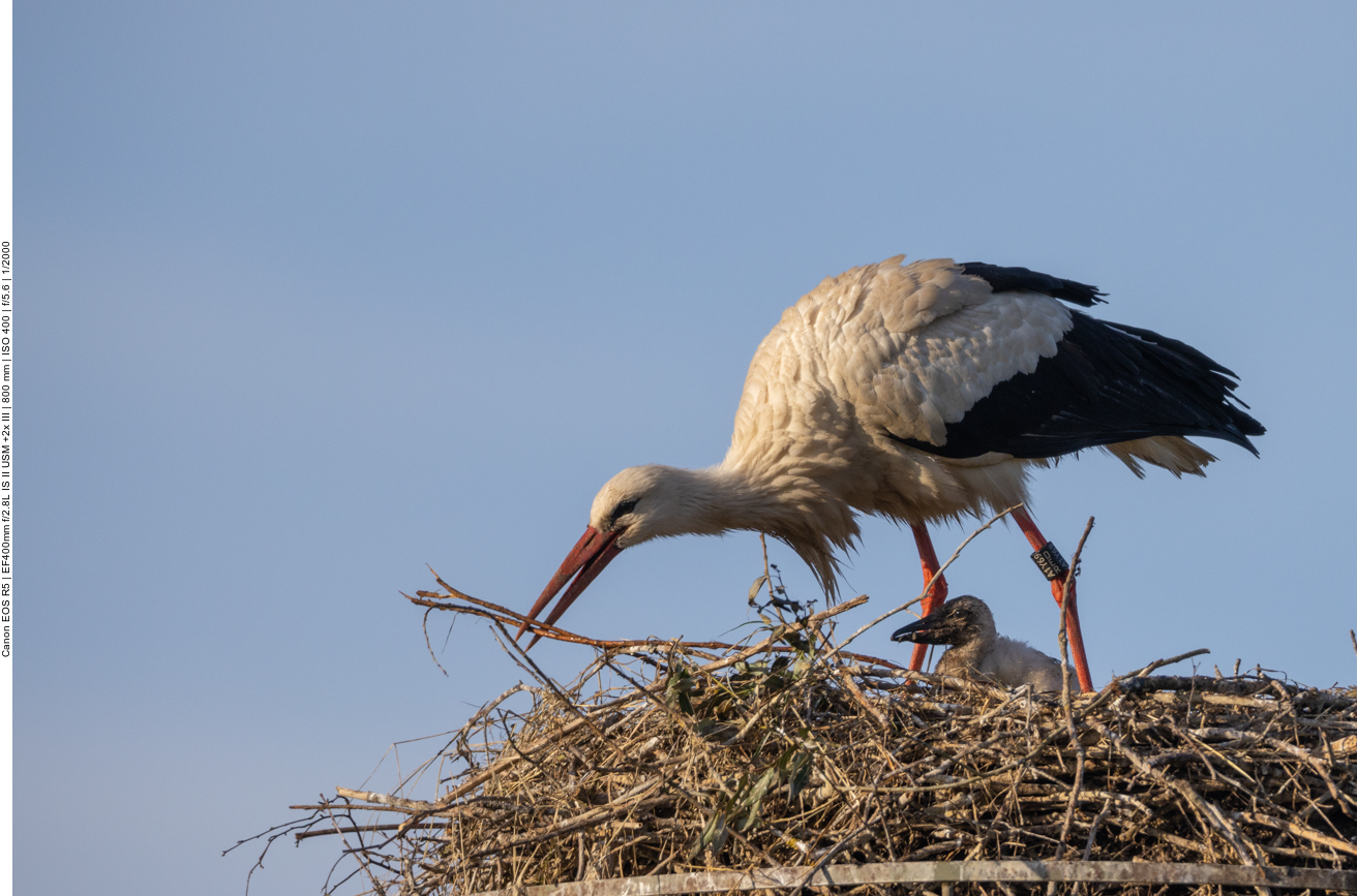 Das Nest wird etwas gerichtet