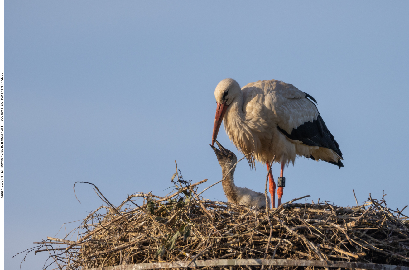 Das Küken bettelt wieder