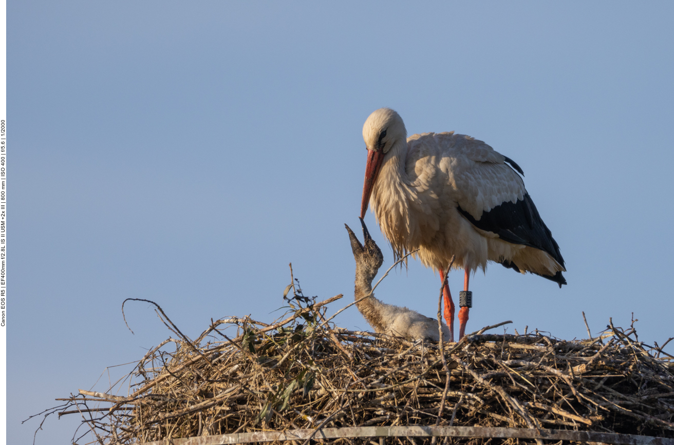 Noch gibt es nichts zum Futtern