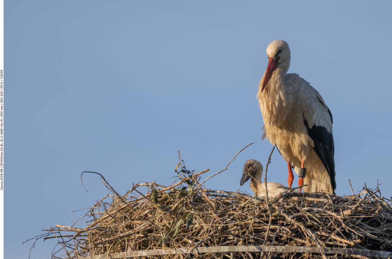 Doch da muss der Kleine wohl auf den Partner warten