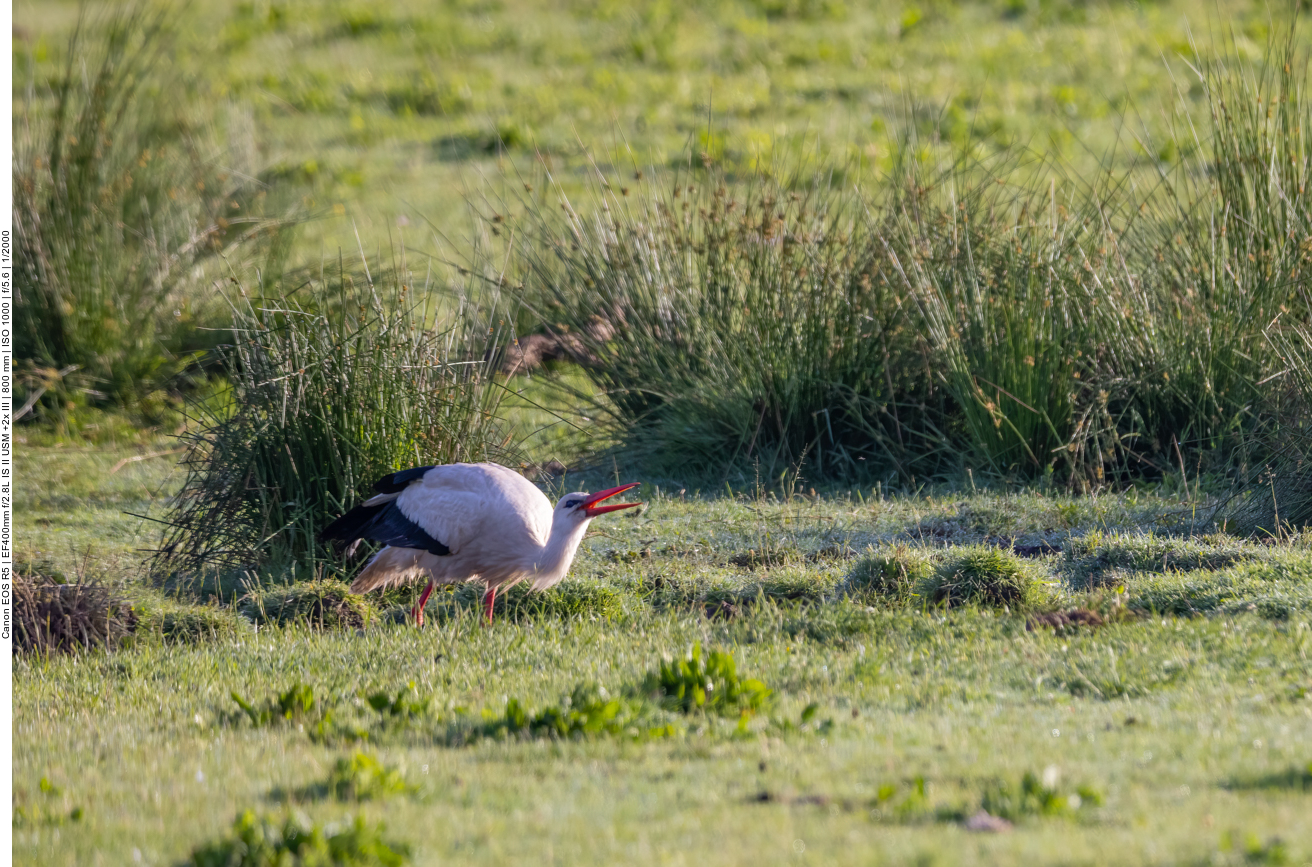 Der andere Storch ist auf Futtersuche