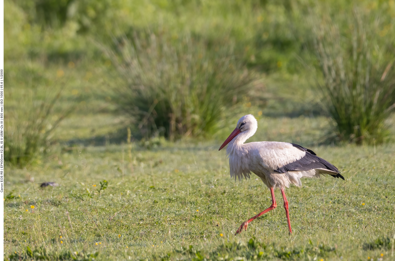 Stolz schreitet er durch das Gras