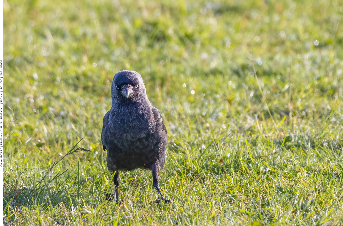 Zur Abwechslung mal eine Dohle