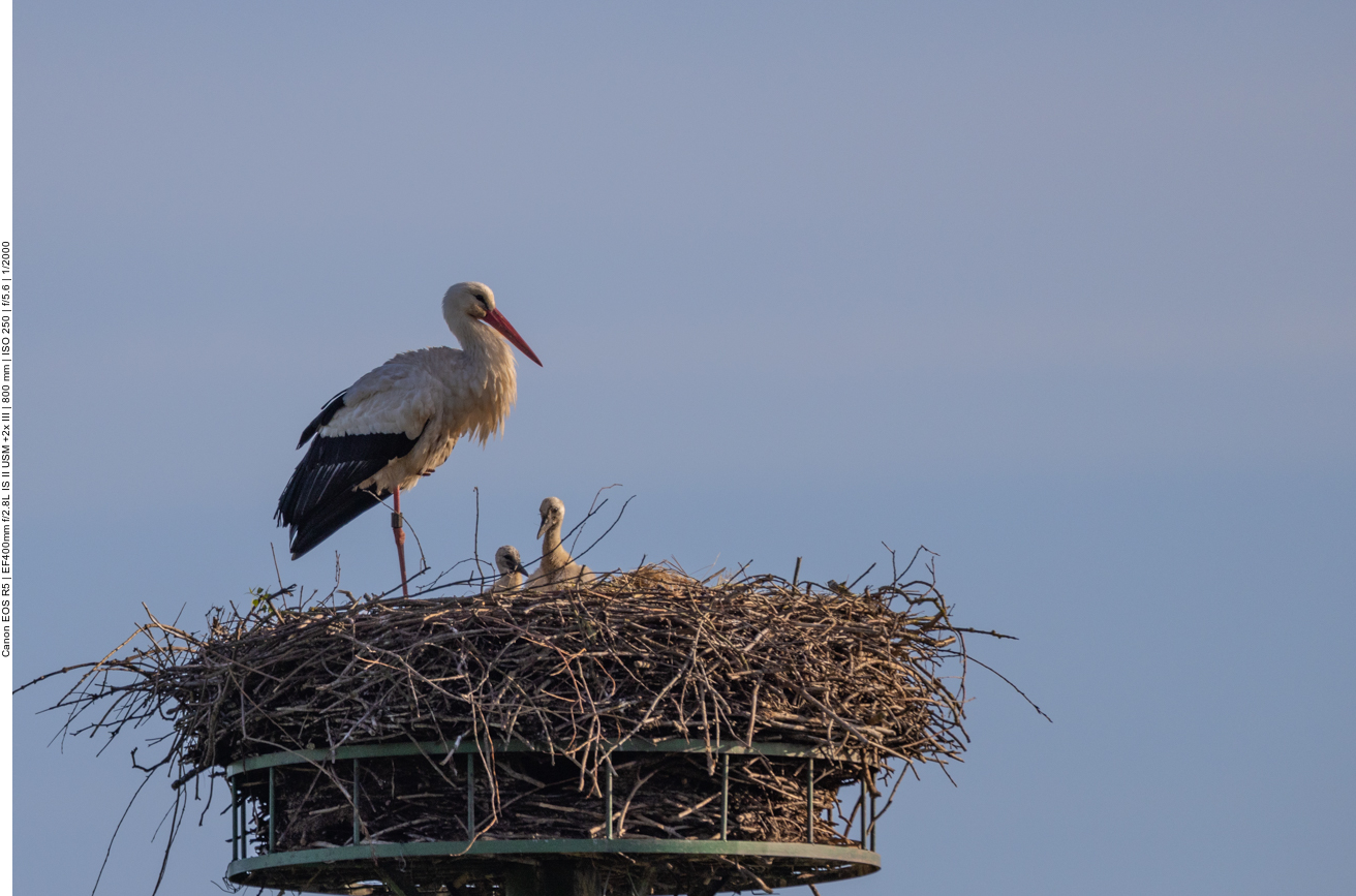 Wieder am ersten Nest mit den zwei Küken
