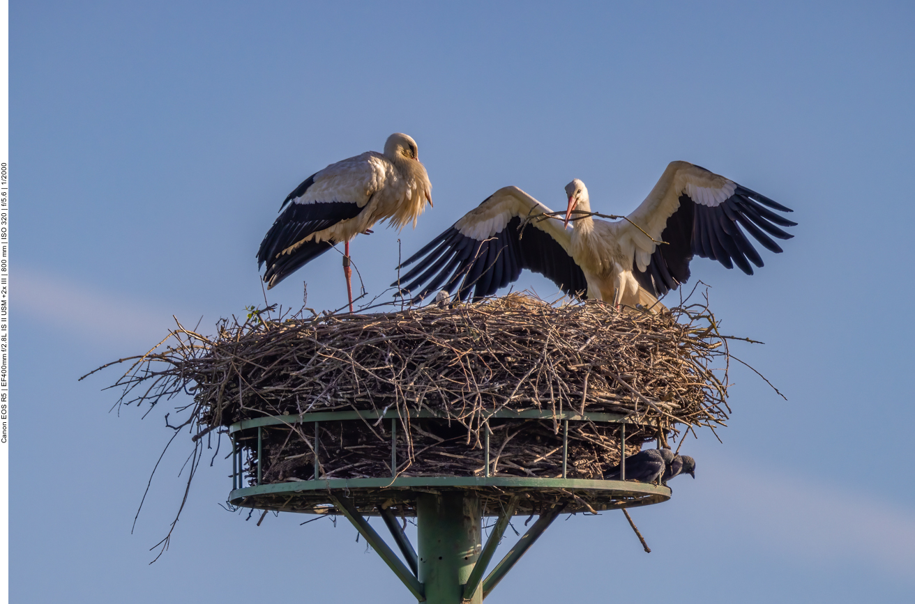 Der Partner bringt weiteres Nistmaterial