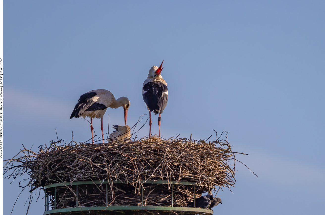 Sogar der Nachwuchs beherrscht schon das Begrüßungs-Klappern