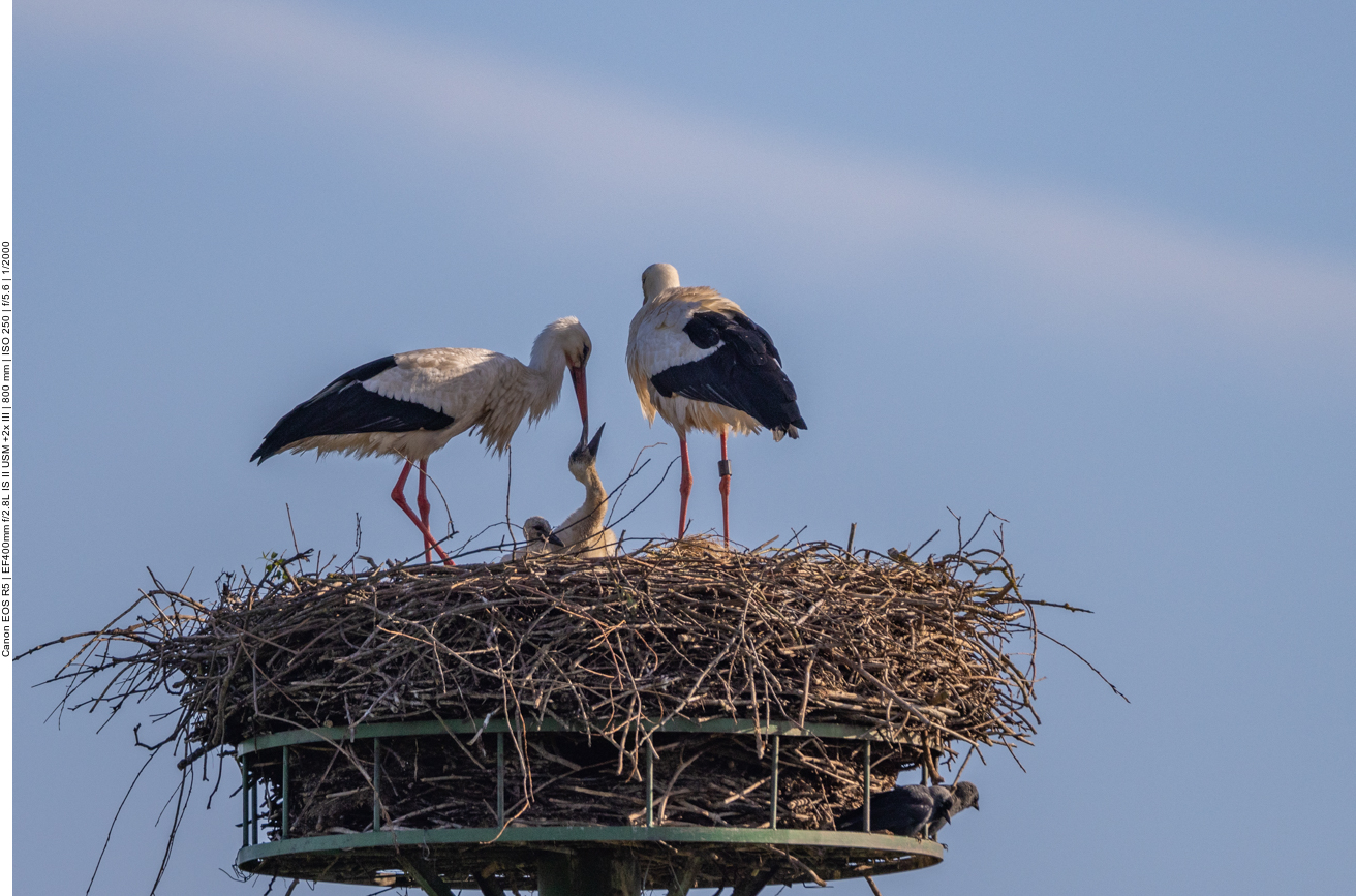 Anscheinend gibt es jetzt auch Futter