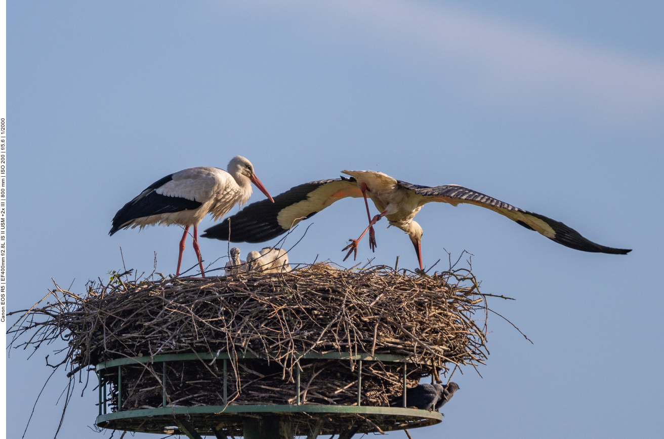 ... auf Futtersuche zu gehen