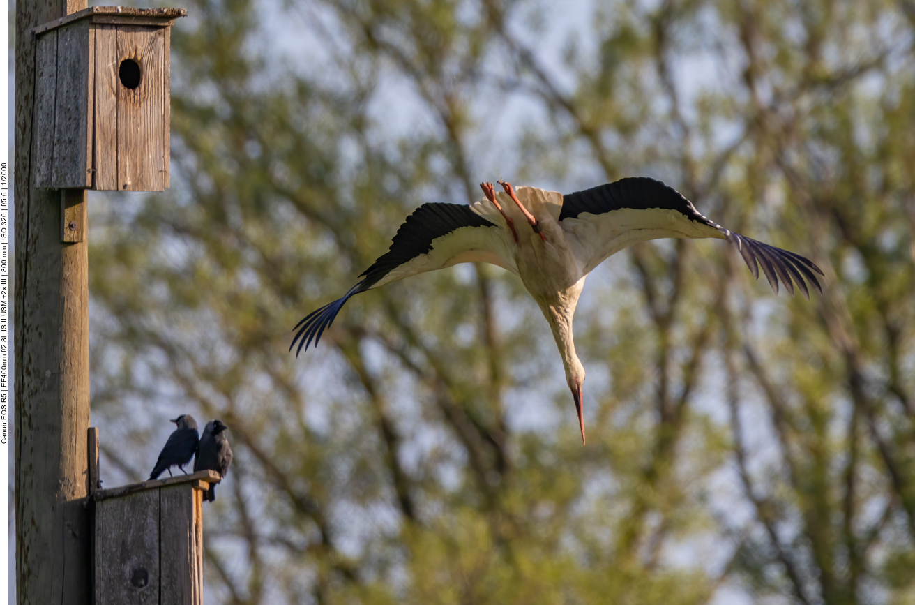 Im Sturzflug geht es zur Wiese hinab