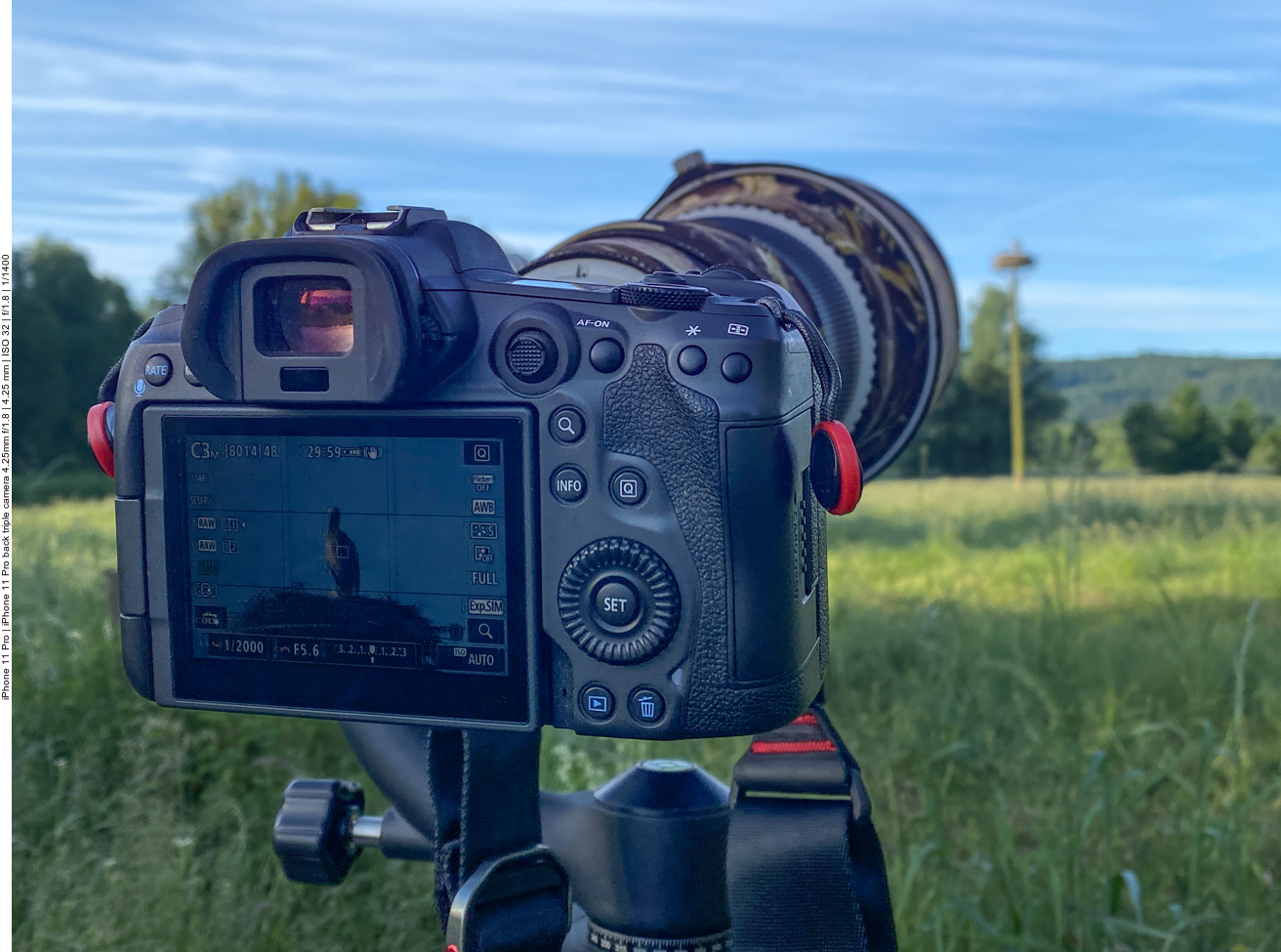 Was machen die Störche?