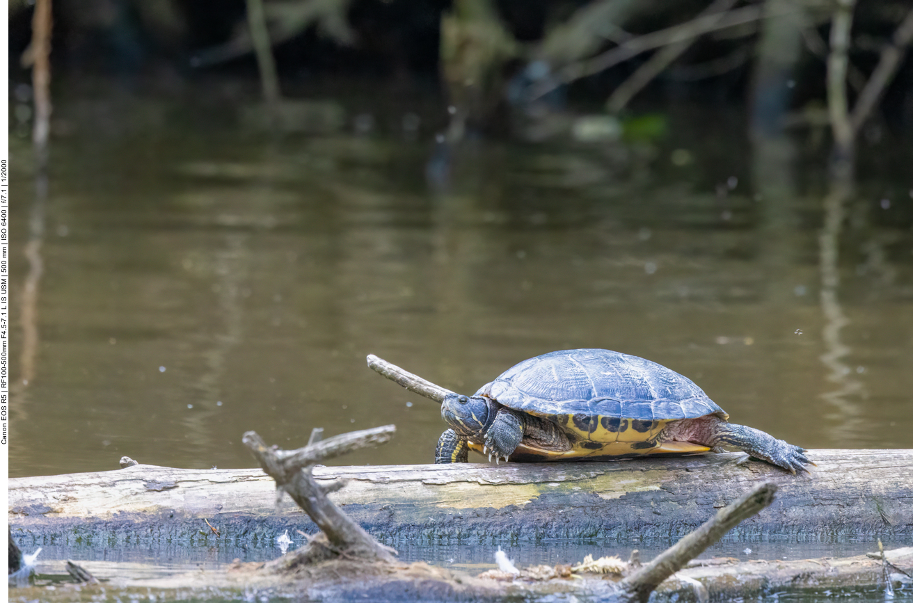 Wasserschildkröte
