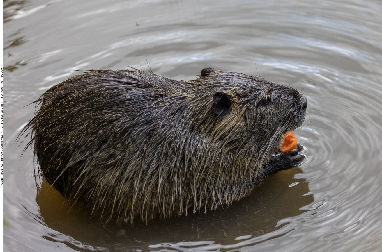 Nutria beim Fressen