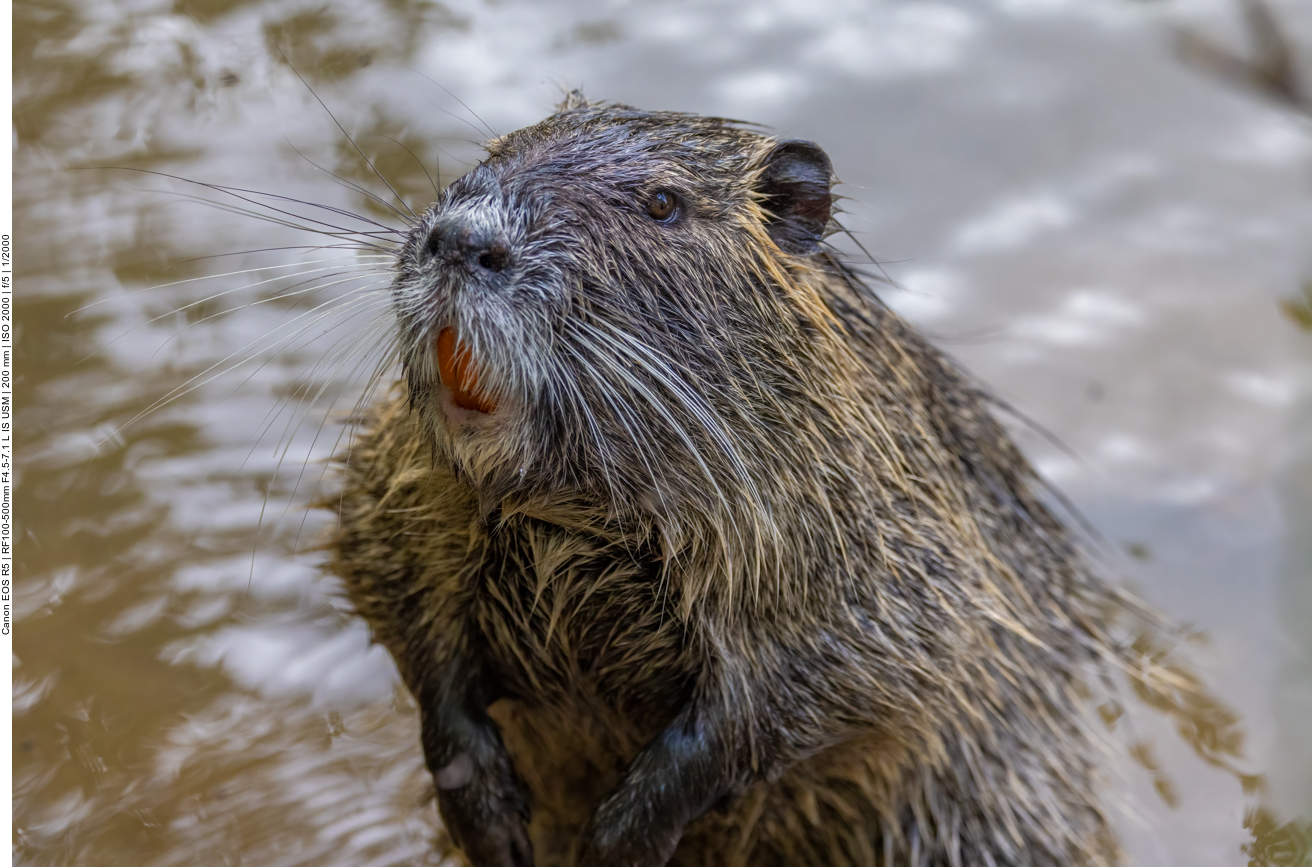 Nutria