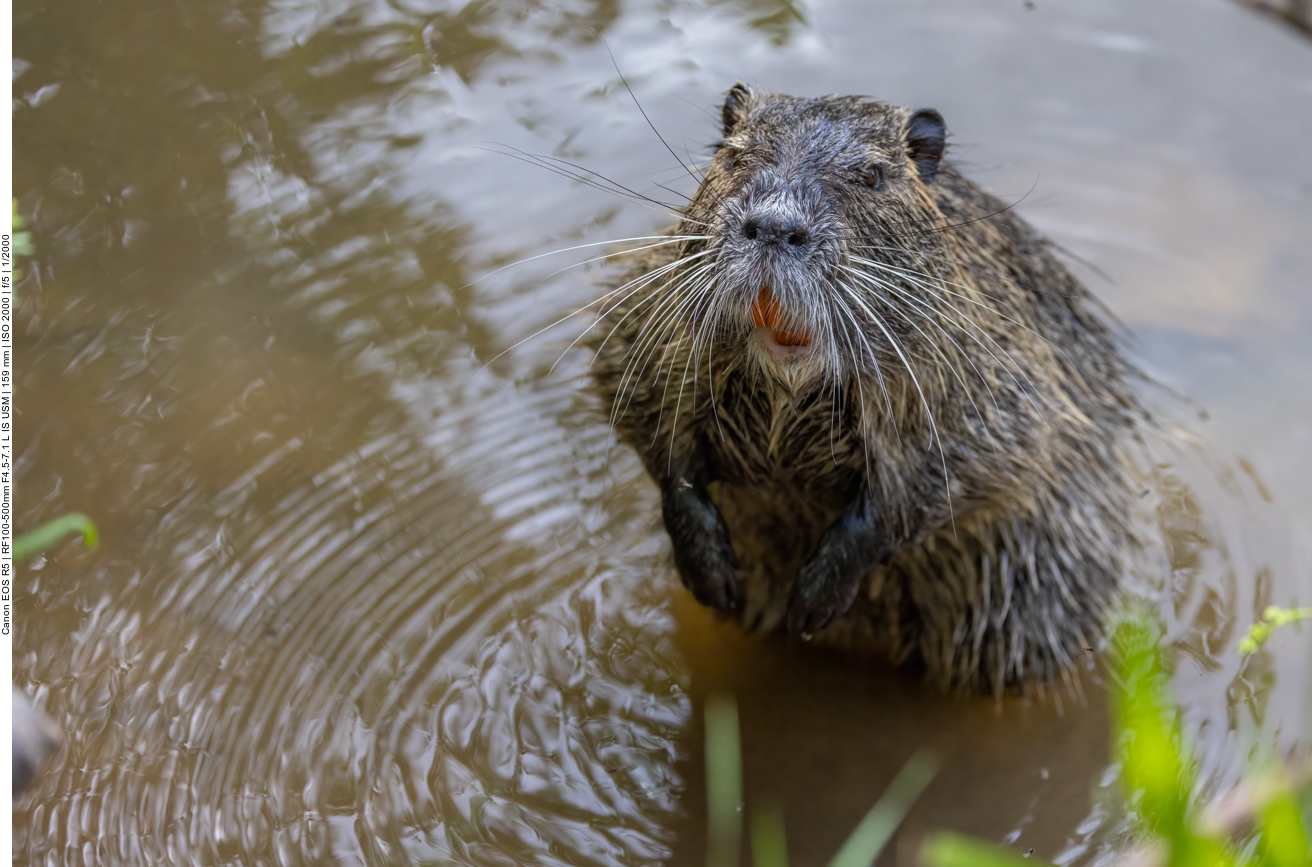Nutria