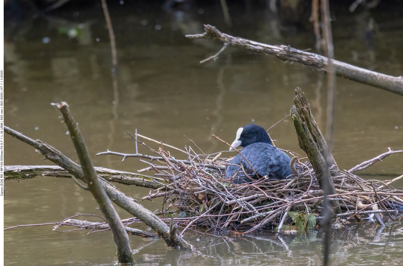Bläßhuhn beim Brüten