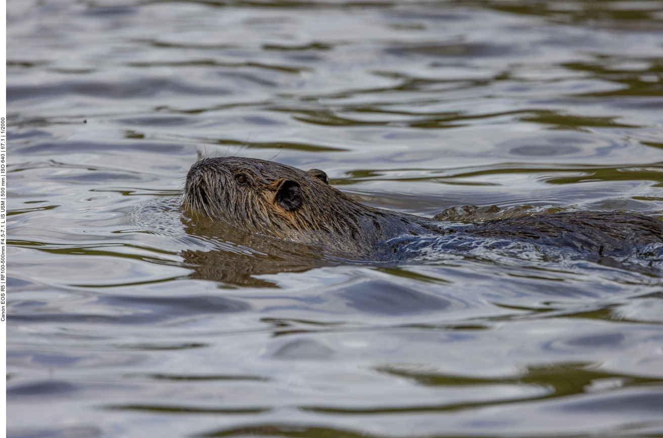Nutria