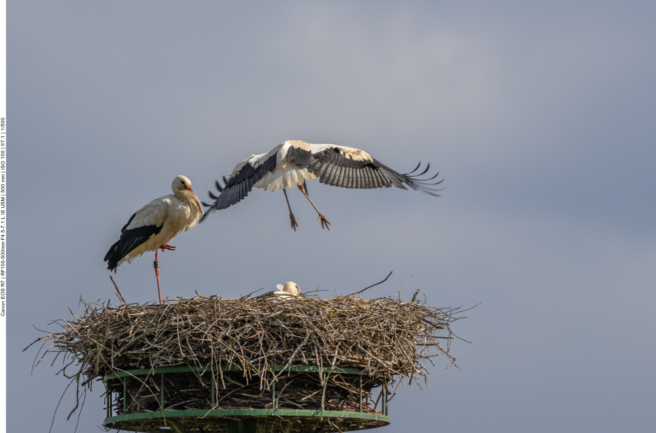 Dabei flattern die Jungstörche hoch über das Nest...