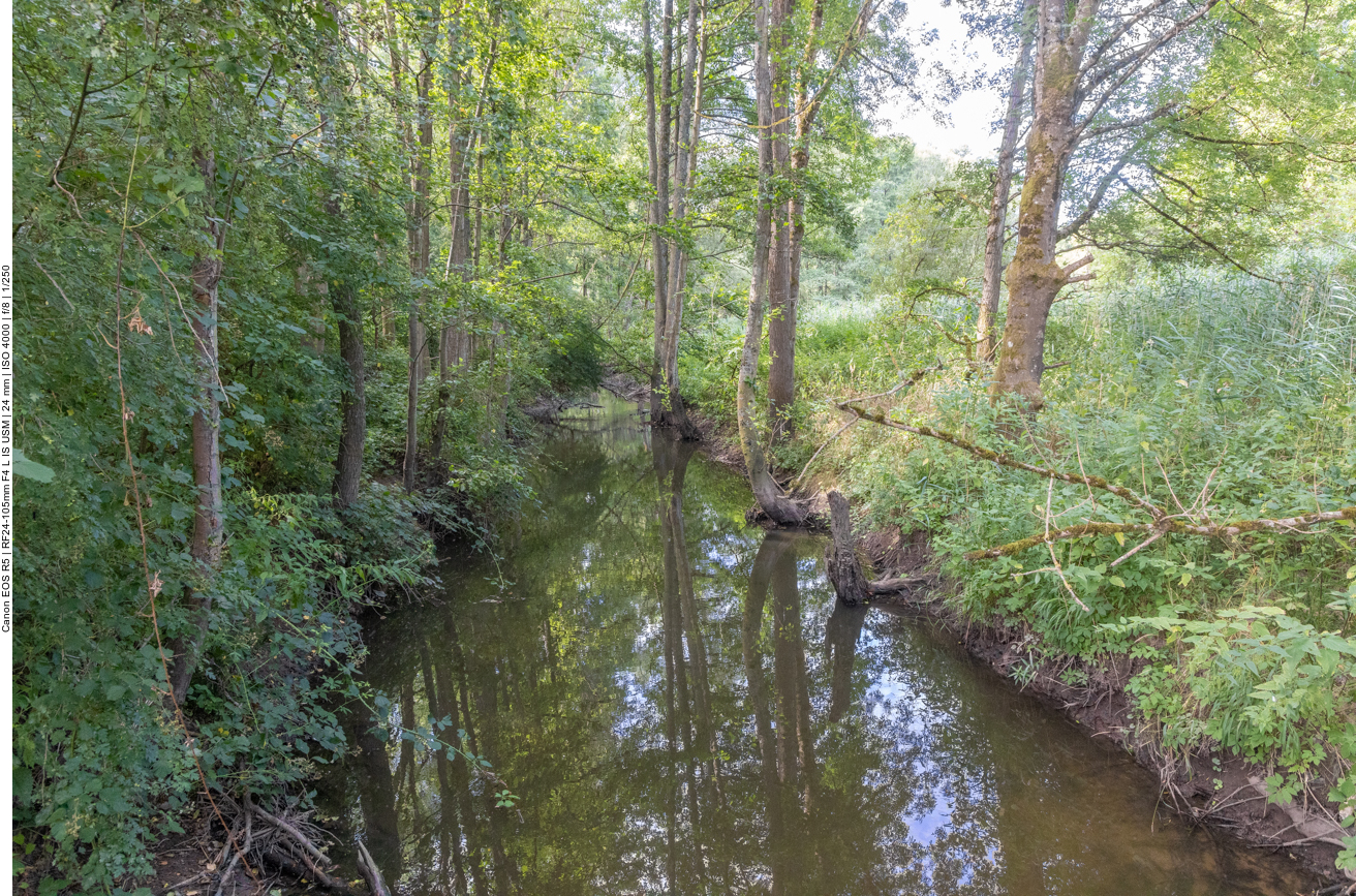 Bach durch den Wald