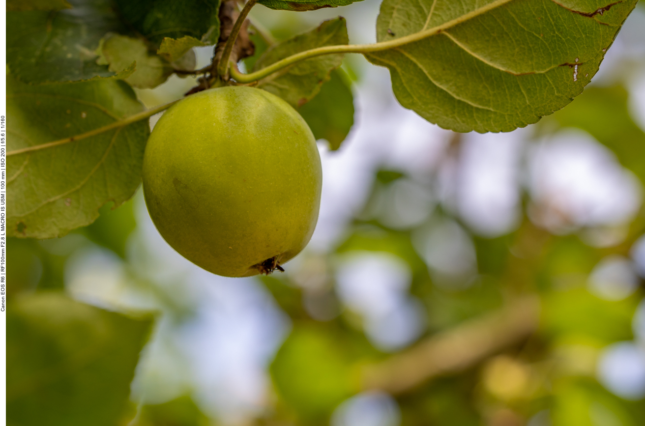 Unreifer Apfel