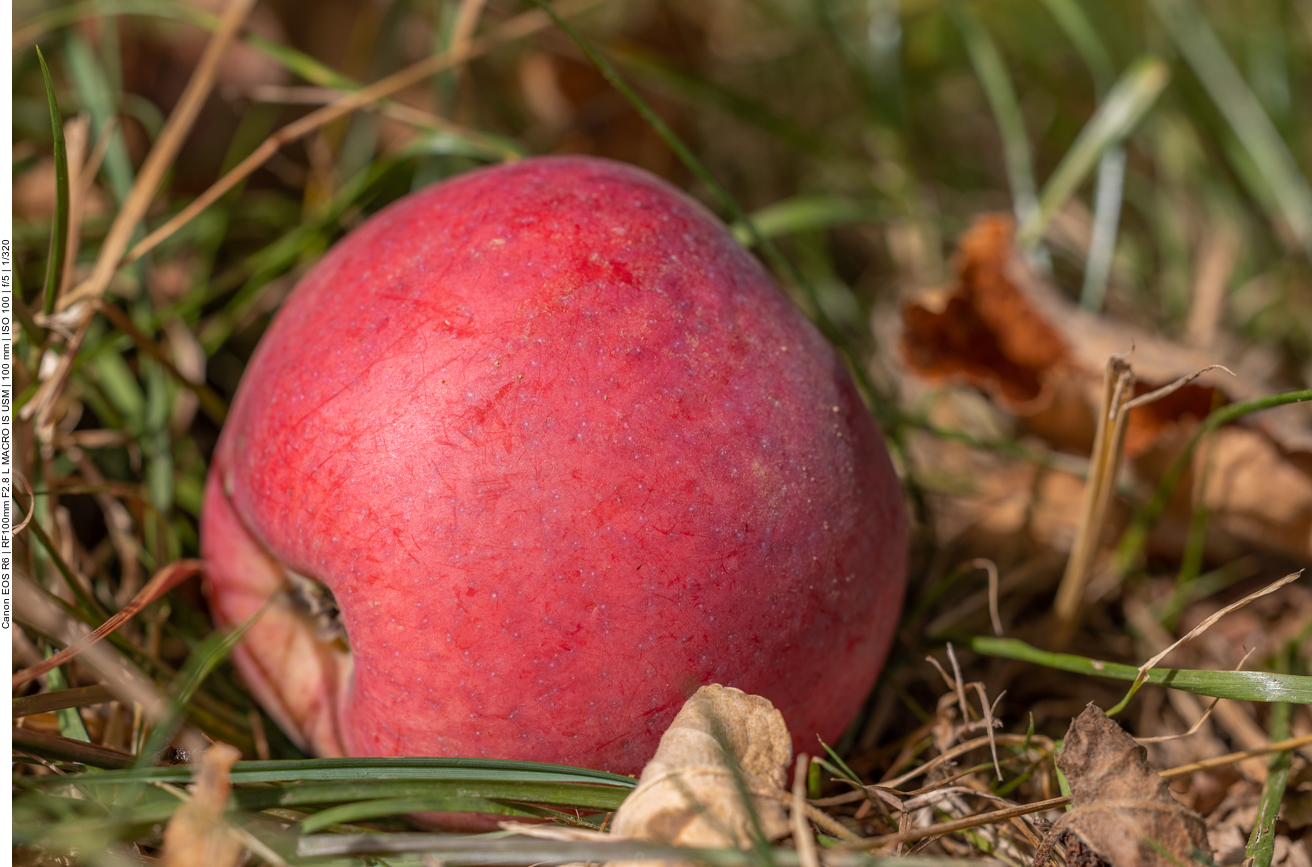 Trotz schönem Rot noch unreif