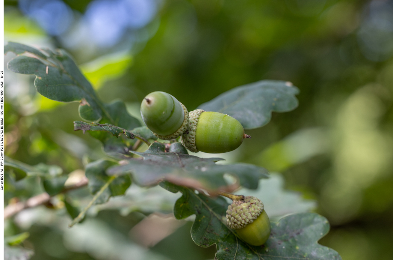 Die Eicheln brauchen auch noch etwas Zeit ...