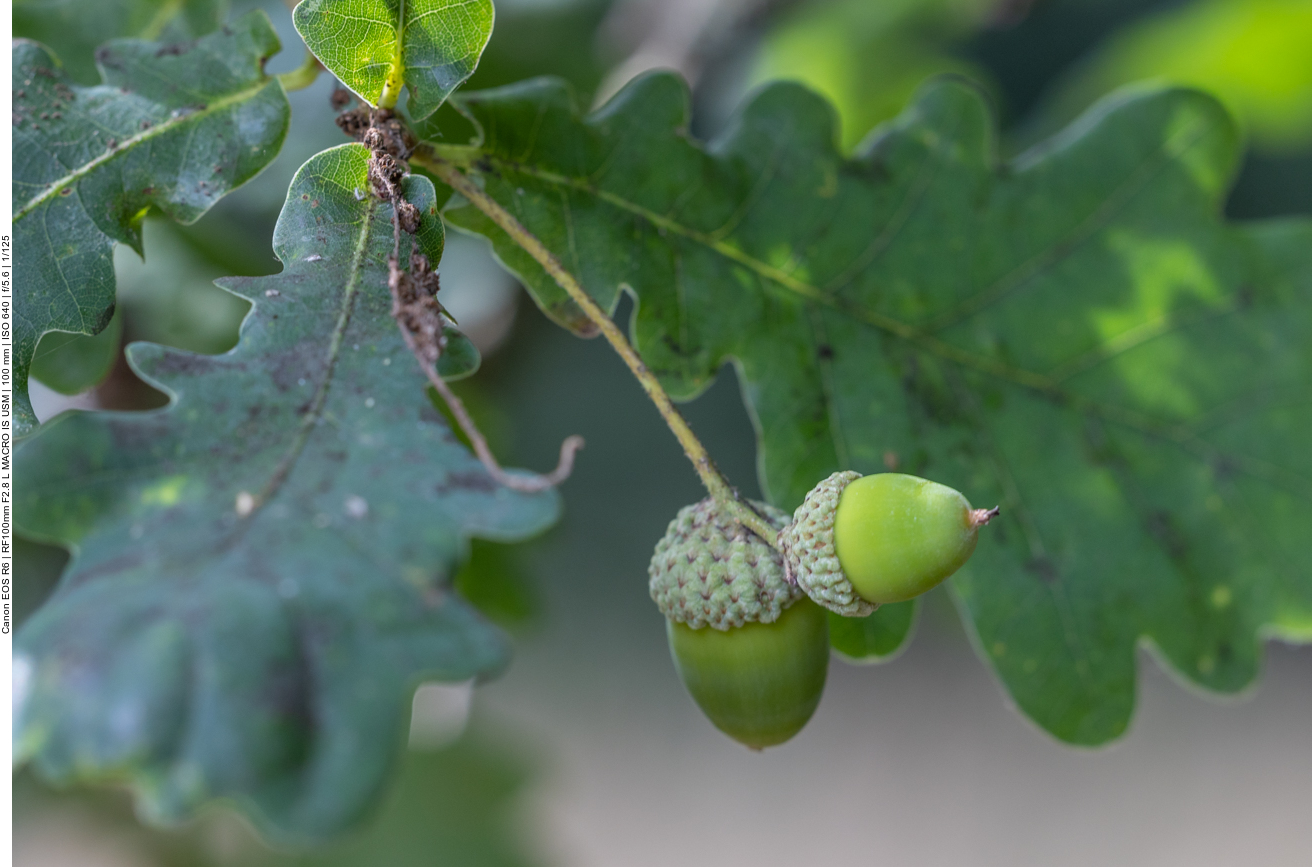 ... bis sie reif sind