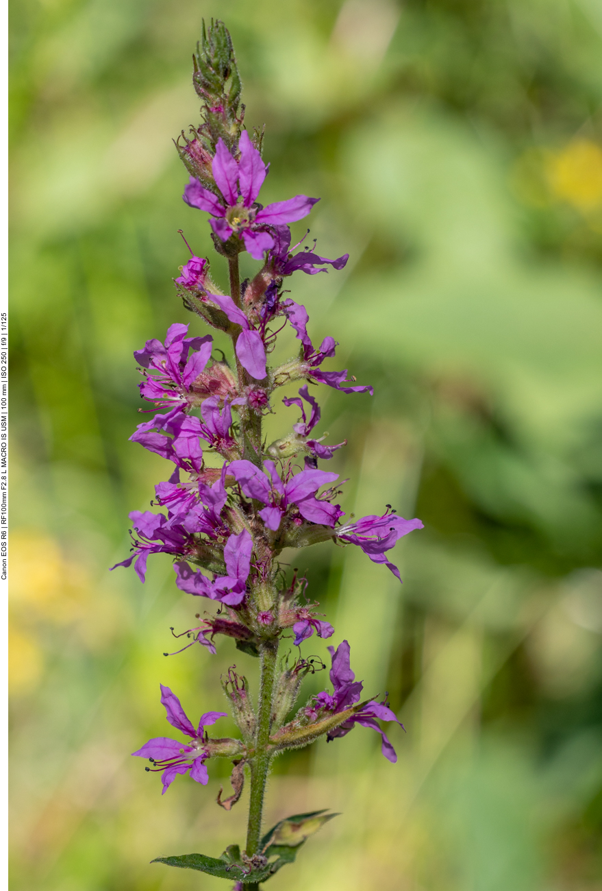 Gewöhnlicher Blutweiderich [Lythrum salicaria]