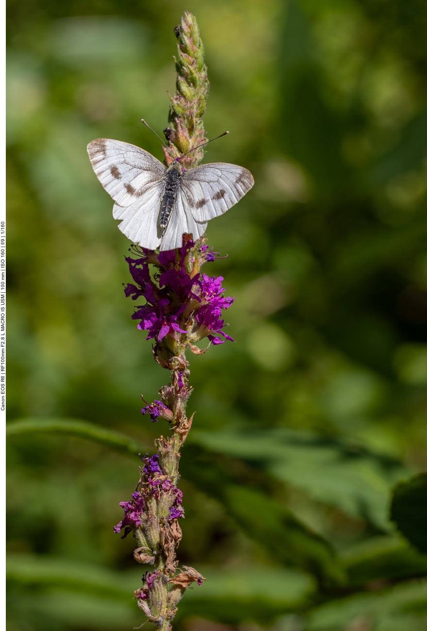 Großer Kohlweißling [Pieri brassicae] auf Gewöhnlichem Blutweiderich [Lythrum salicaria]