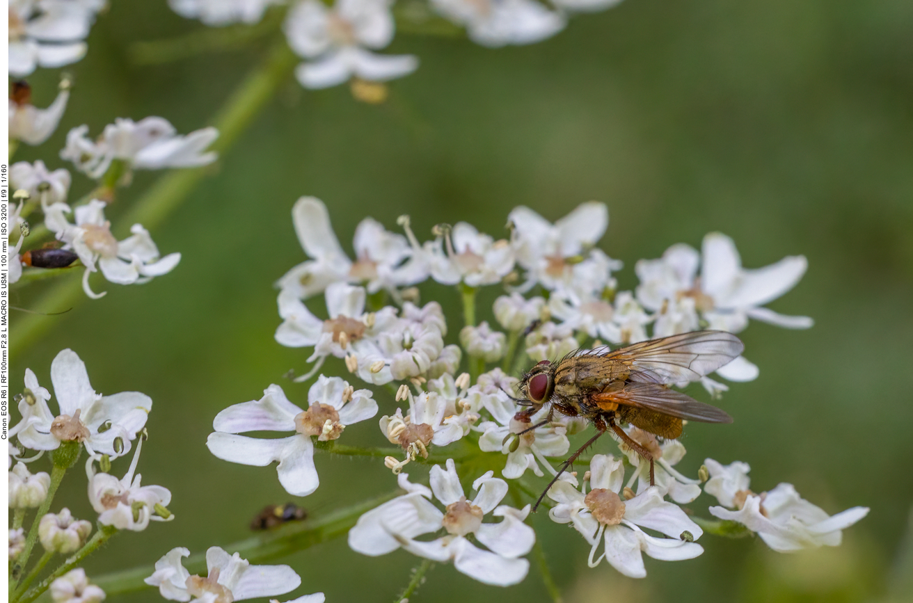 Fliege auf Wiesen-Kerbel [Anthriscus sylvestris]