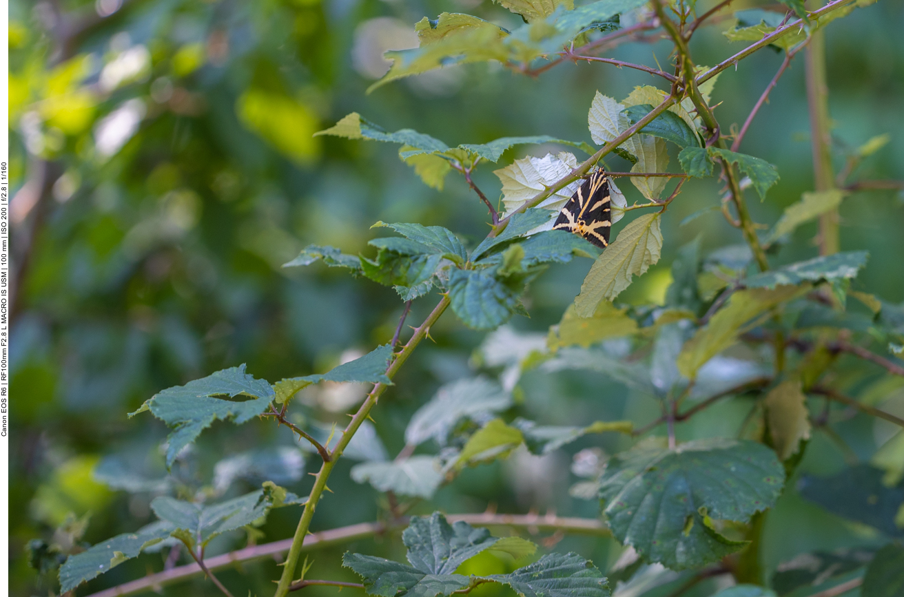 Schmetterling "Russischer Bär"