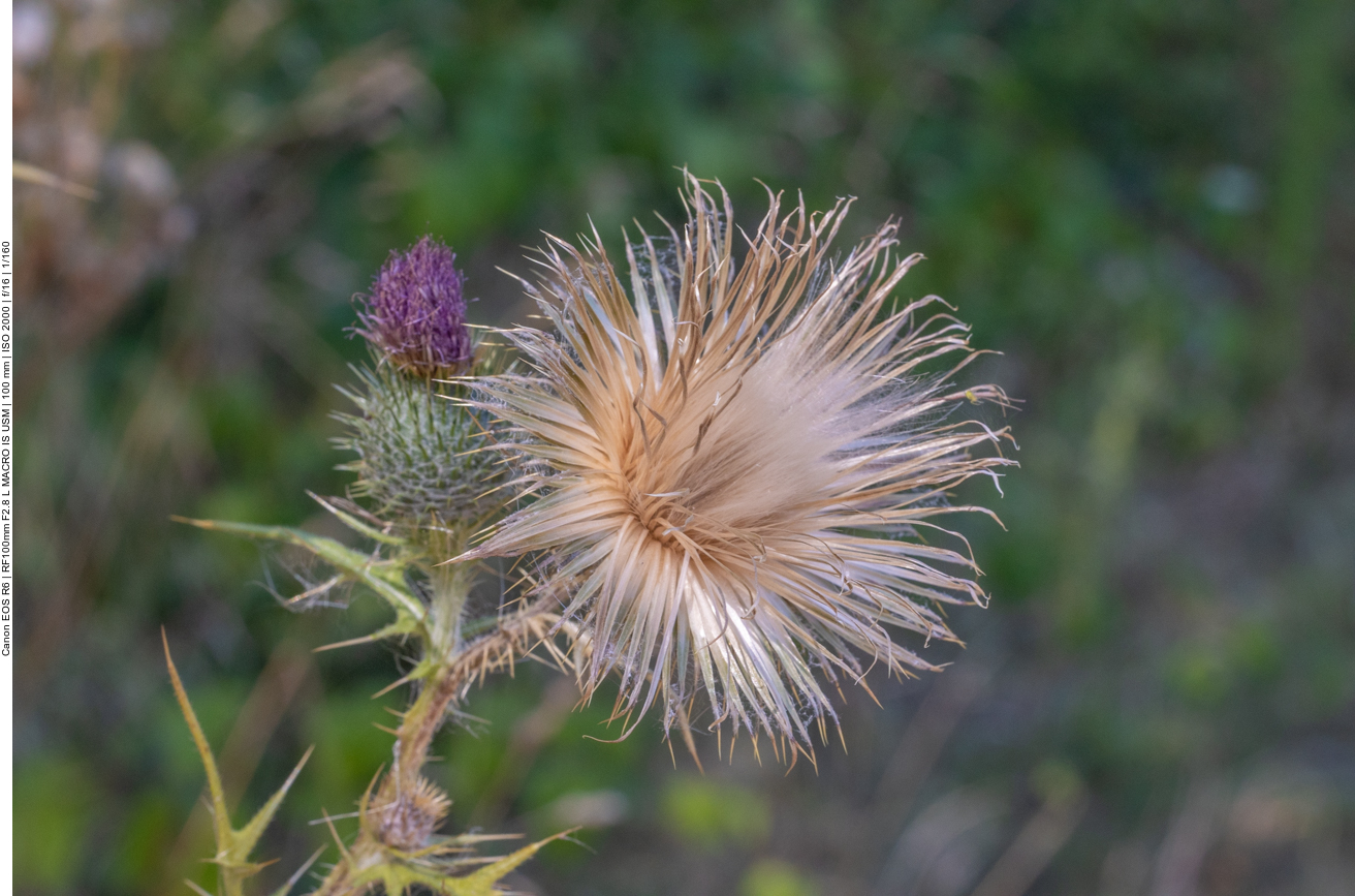 Wollkopf-Kratzdistel [Cirsium eriophorum]